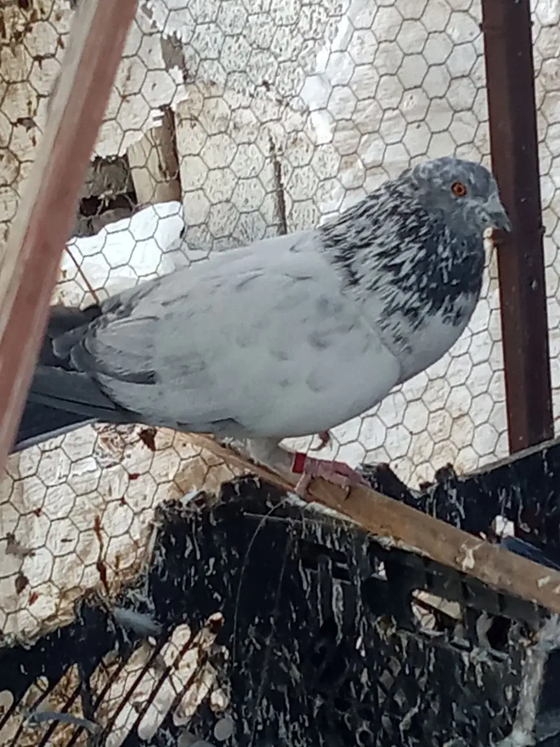 دوتا کفتر نر معامله با مرغ عشق|پرنده|ایرانشهر, |دیوار