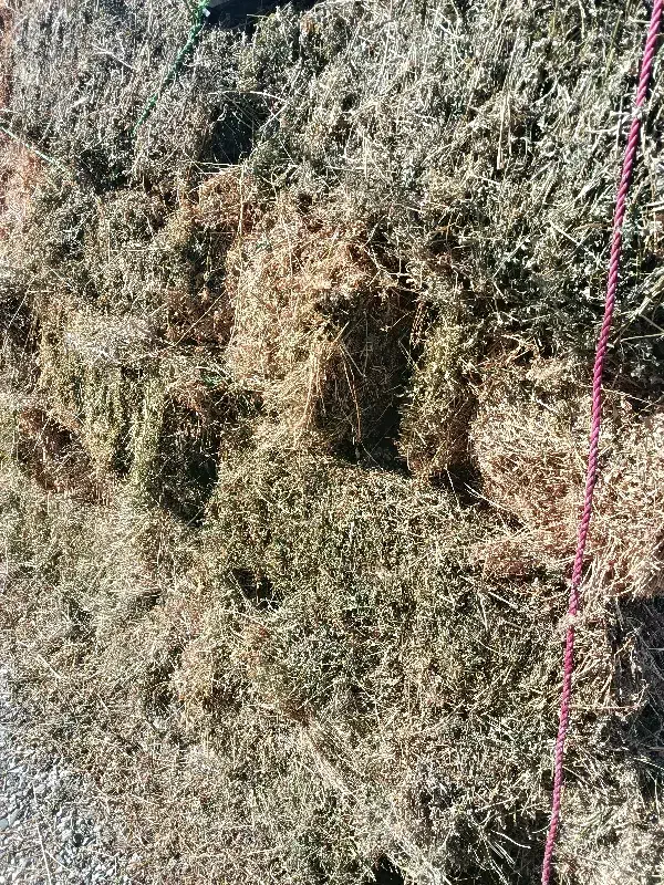 یونجه|عمده‌فروشی|آوج, |دیوار