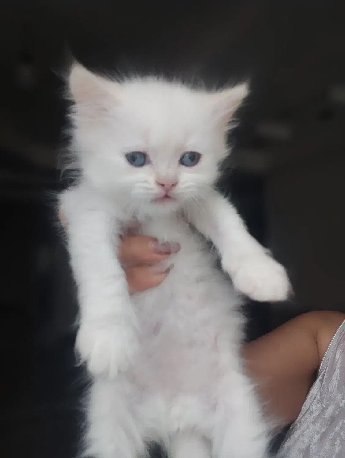 توله اصیل|گربه|تهران, پارک شهر|دیوار