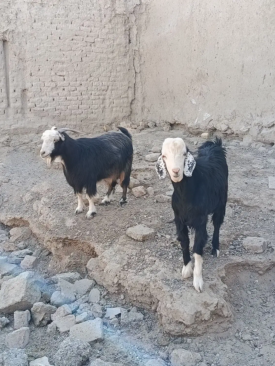 دو عدد بز نر و ماده ابسته دو قلو زاه|حیوانات مزرعه|هامون, |دیوار