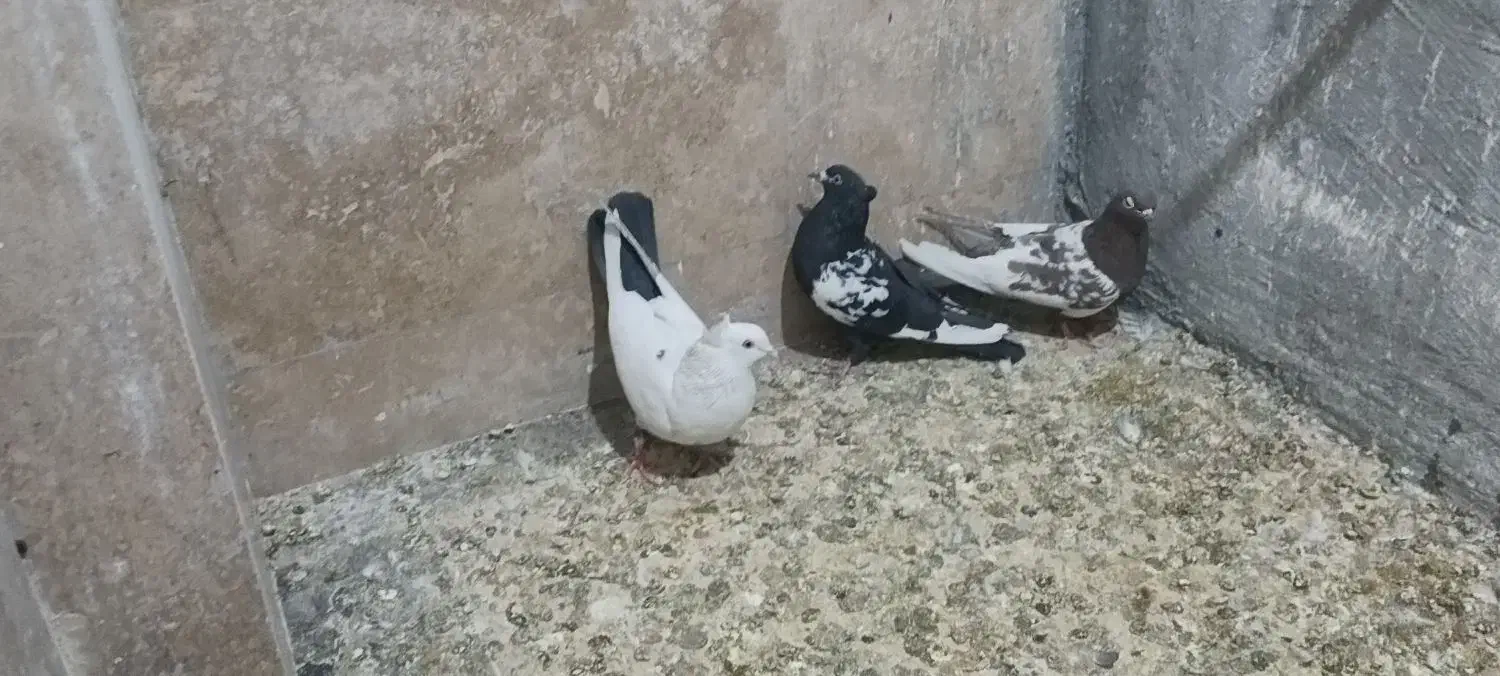 کبوتر بهبهانی|پرنده|صدرا-فارس, فاز ۱|دیوار