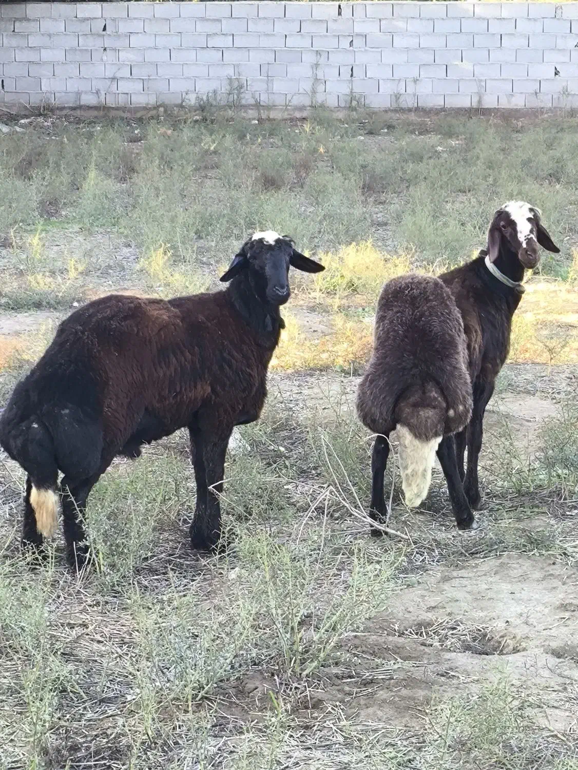 دو عدد بره قوچ ارجینال جنس اخرت|حیوانات مزرعه|سیمین شهر, |دیوار