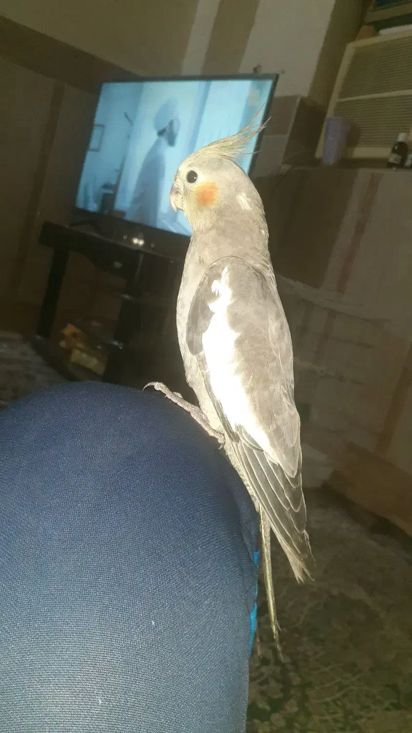 دوتا عروس هلندی گمشده|پرنده|بندرعباس, |دیوار