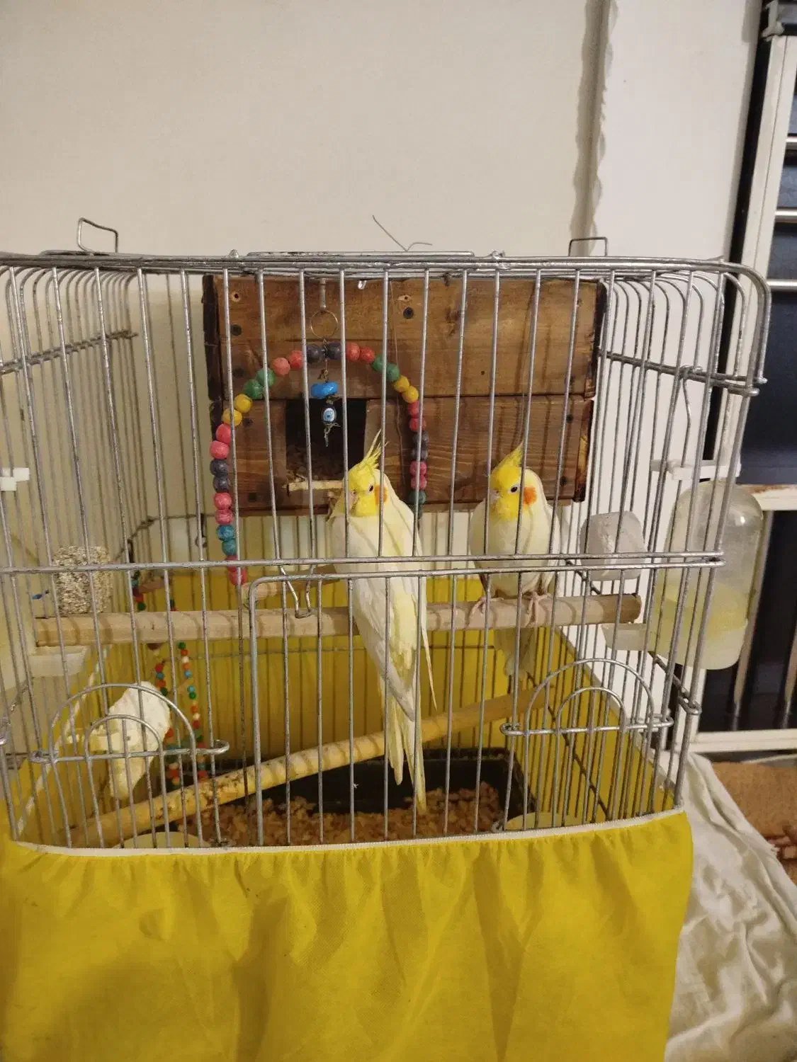 عروس هلندی لوتینو جفت دستی مولد|پرنده|تاکستان, |دیوار