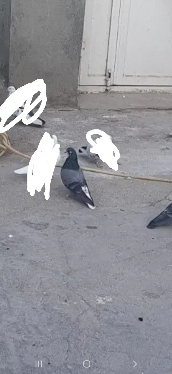 کبوتر باخت رفته|حیوانات|نقده, |دیوار