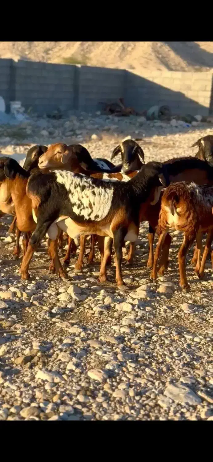 دام خانگی|حیوانات مزرعه|کرمان, |دیوار