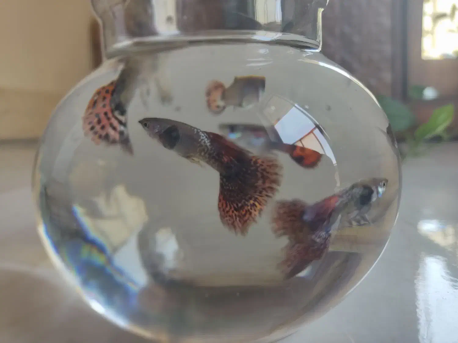 اکواریوم با ماهی|ماهی|شیراز, شهرک دارایی|دیوار