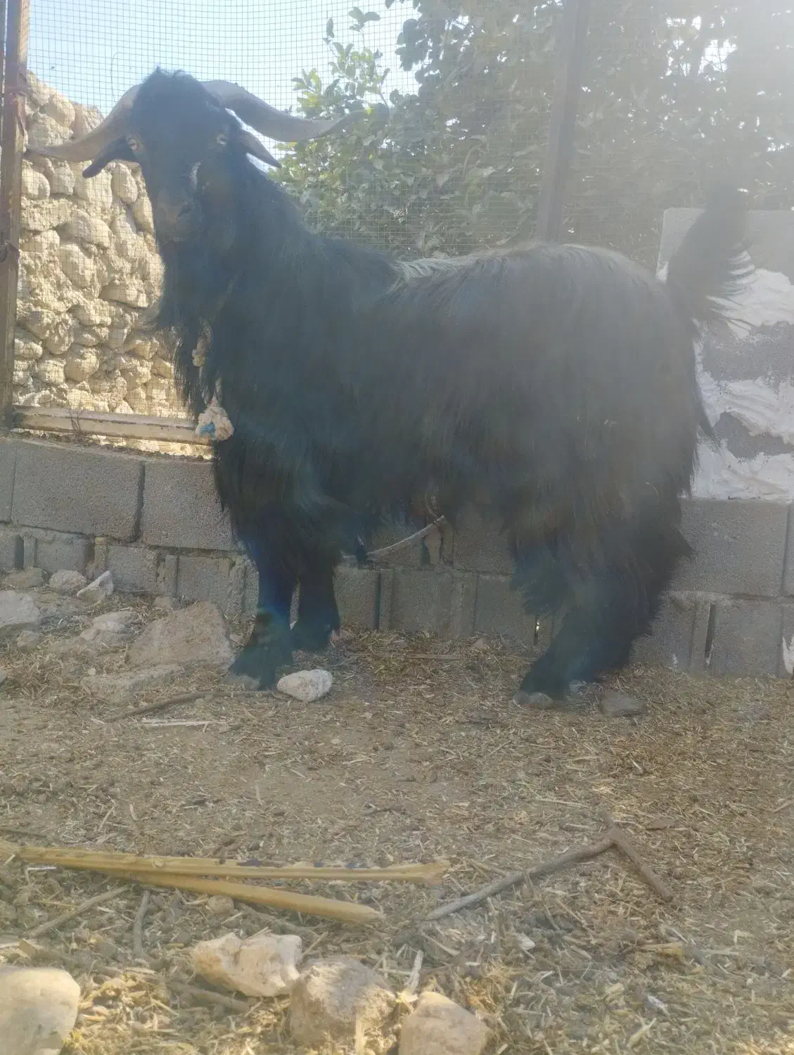 پازن ترکی|حیوانات مزرعه|بندر دیر, |دیوار