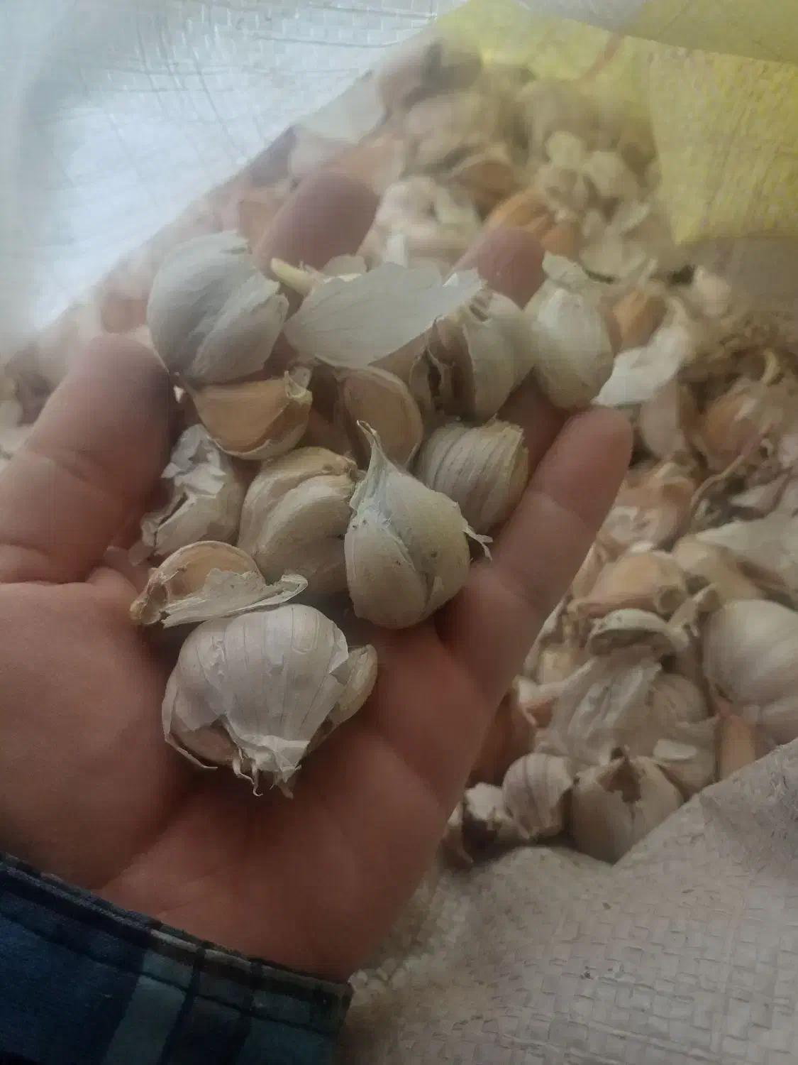 سیر محلی برای کاشت|خوردنی و آشامیدنی|تالش, جوکندان|دیوار