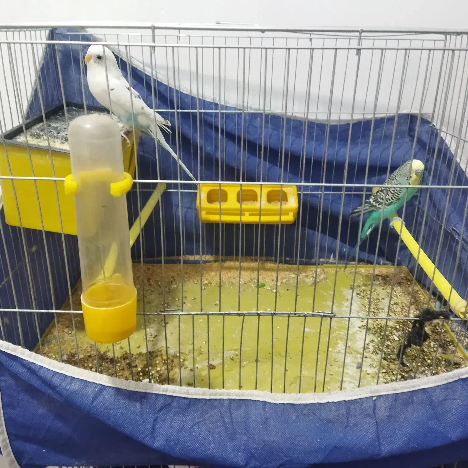 دو جفت مرغه عشق در کرمان|پرنده|کرمان, |دیوار