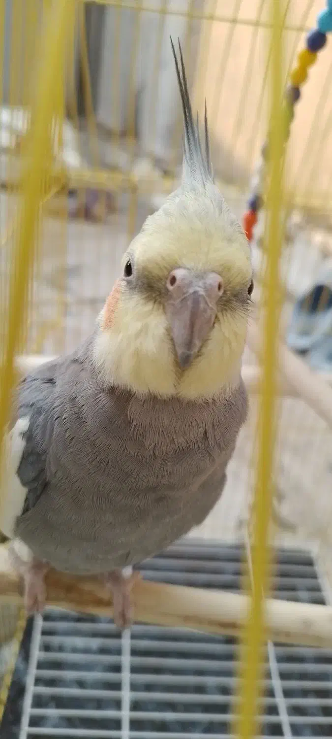 عروس سینامون|پرنده|نسیم‌شهر, |دیوار