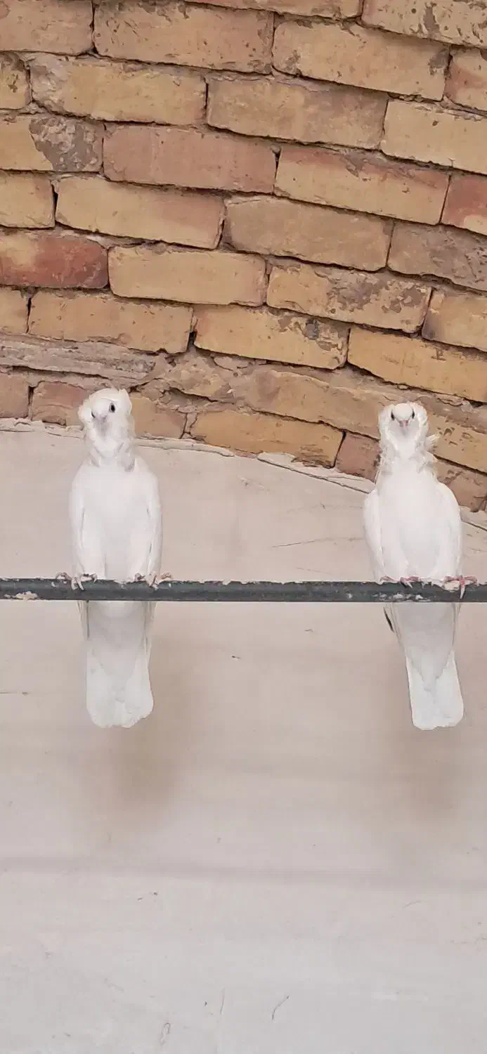 زینتی|پرنده|کاشان, دشت لتحر|دیوار