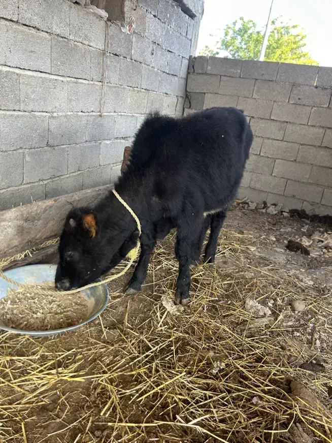 گاو گوساله نر|حیوانات مزرعه|رضوانشهر, |دیوار