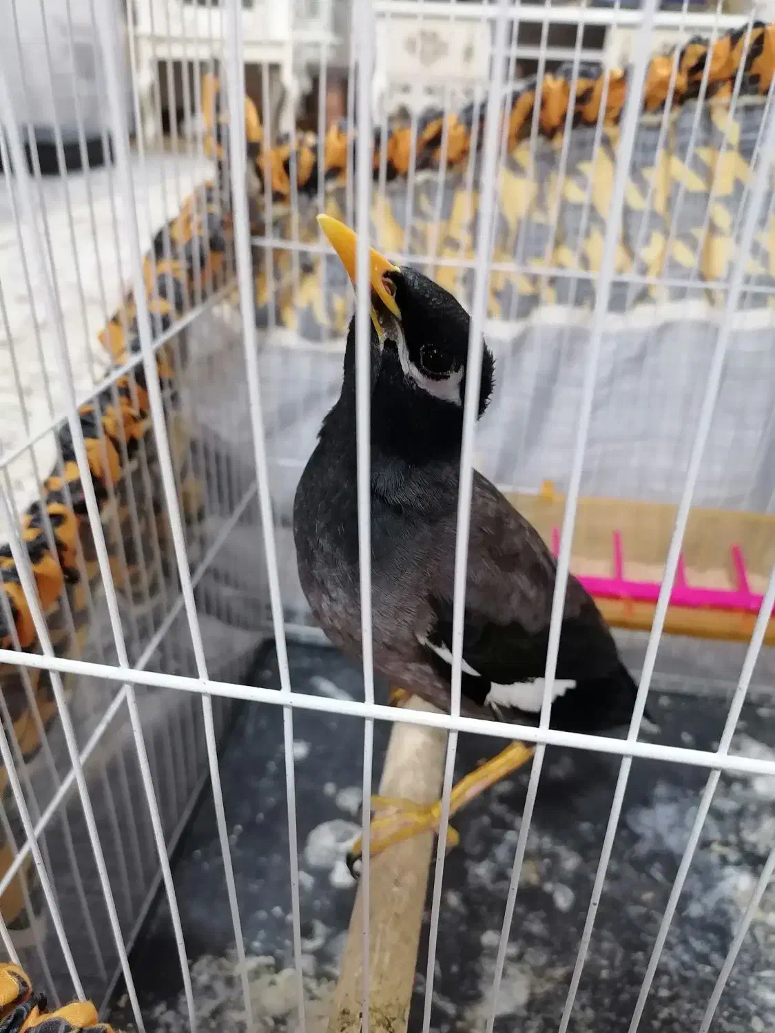 مینا 1 ساله|پرنده|مشهد, ابوذر|دیوار