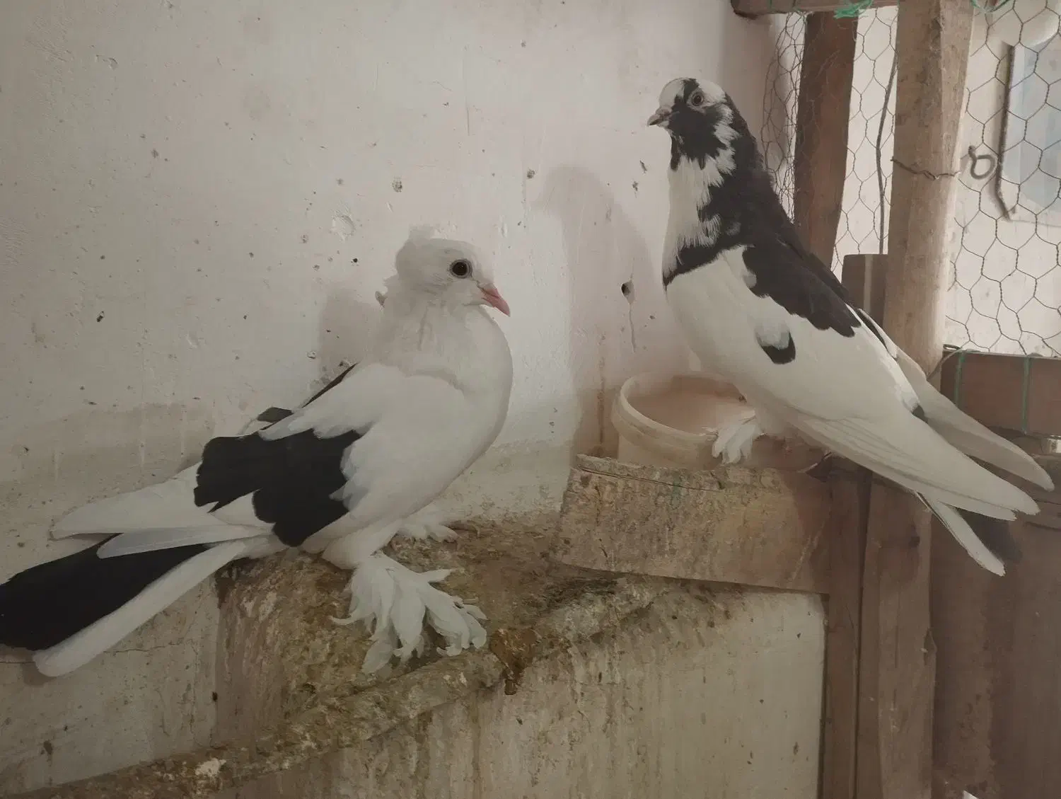 کفتر|پرنده|قم, نوبهار|دیوار