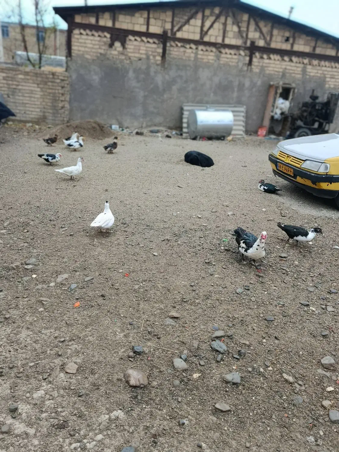 فروش اردک اسراییلی|حیوانات مزرعه|سیلاخور, |دیوار