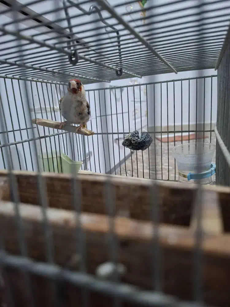 سهره کرمانی|پرنده|قدس, شهرقدس|دیوار