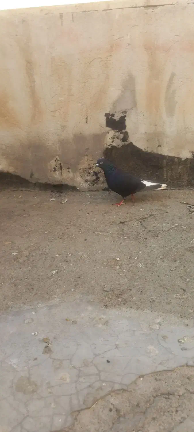 کفتر رنگی|پرنده|تهران, مسعودیه|دیوار