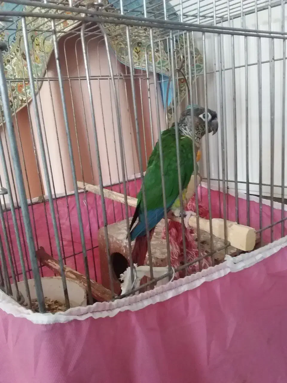 طوطی گرینجیک هفت رنگ سخنگو معاوضه با ژرمن|پرنده|مینودشت, |دیوار