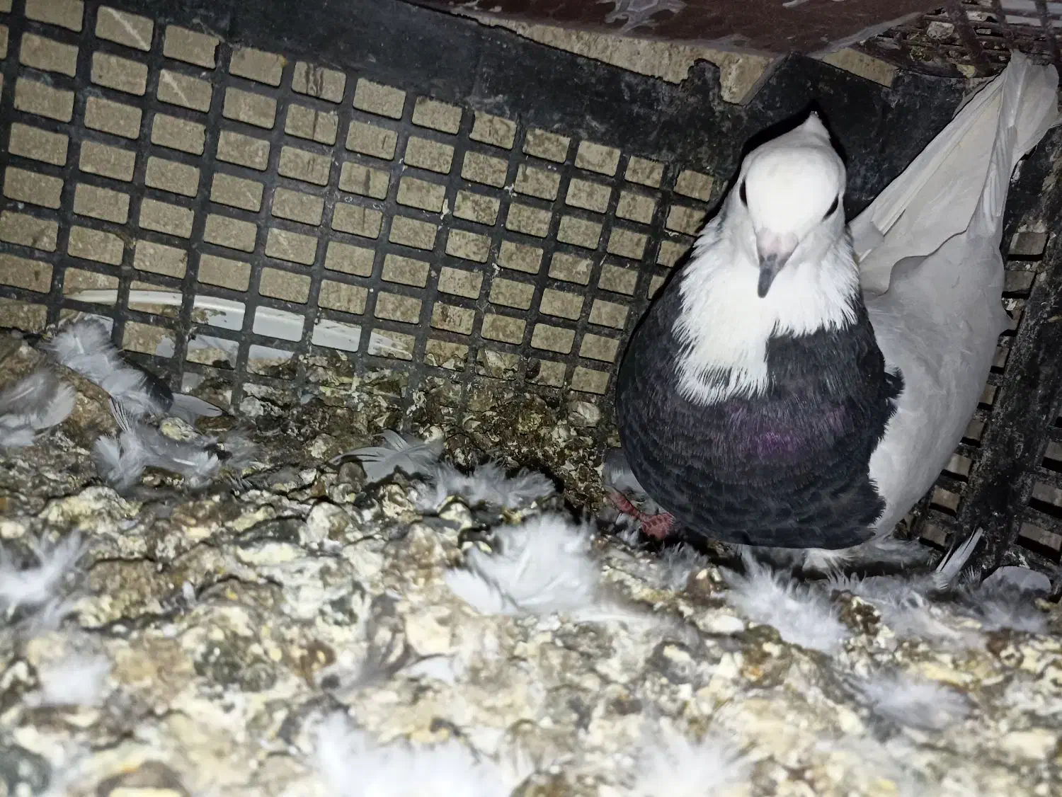 طوقی|پرنده|لنده, |دیوار