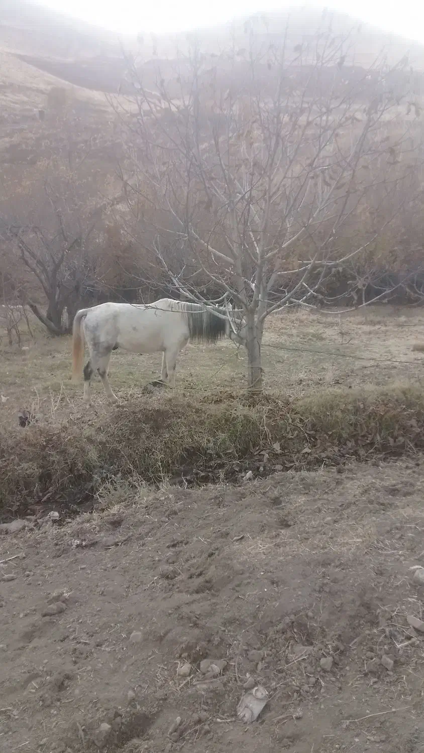 اسب|اسب و تجهیزات اسب‌سواری|سنندج, |دیوار