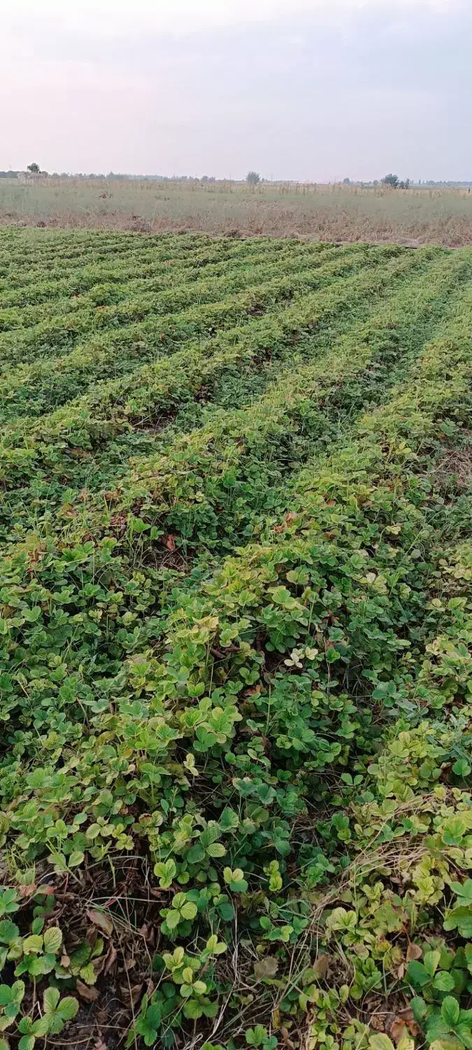 توت فرنگی کاماروس|خدمات باغبانی و درختکاری|خان ببین, |دیوار