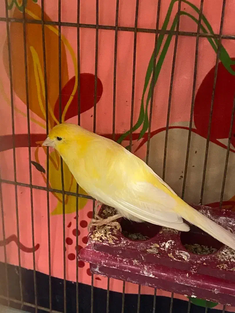 سه جفت قناری|پرنده|آران و بیدگل, |دیوار