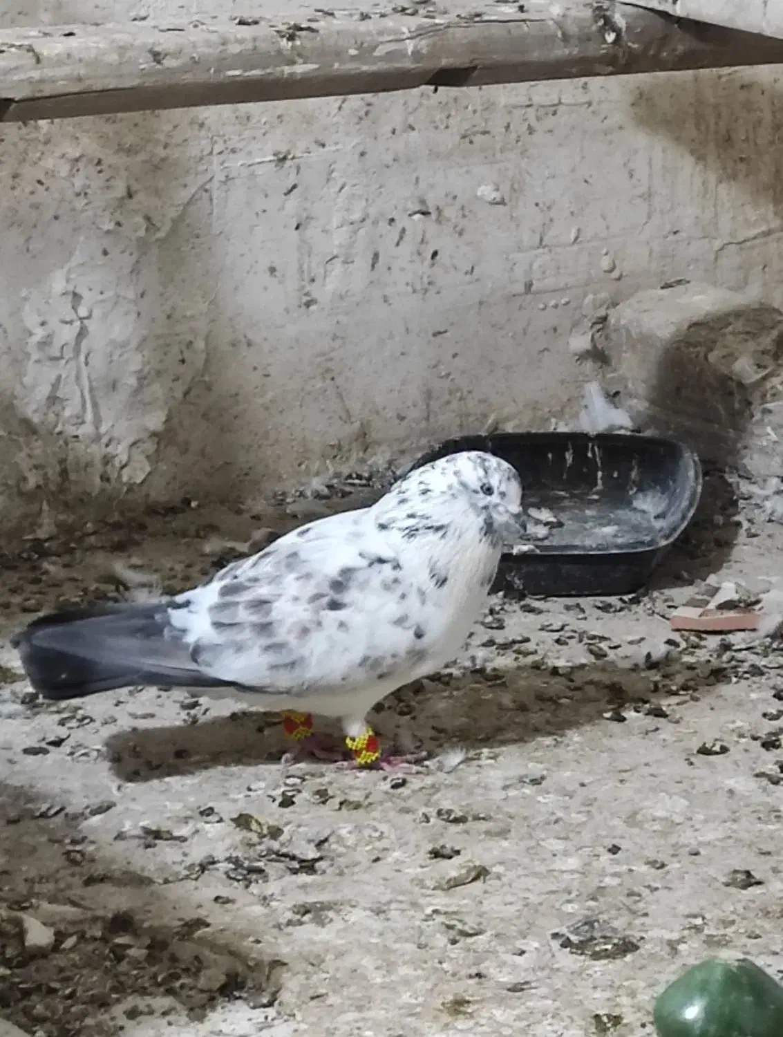 کبوتر بور بوری جفت پرشی کلکسیونی|پرنده|قم, ولیعصر|دیوار