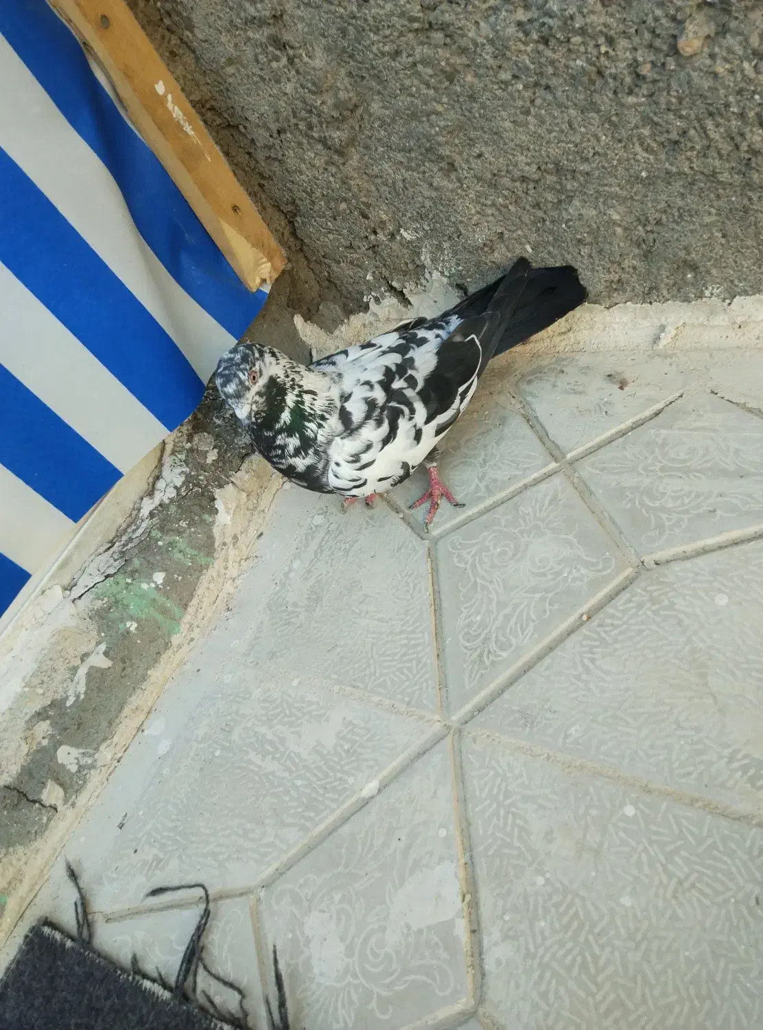 کبوتر نر ماده|پرنده|چناران, |دیوار