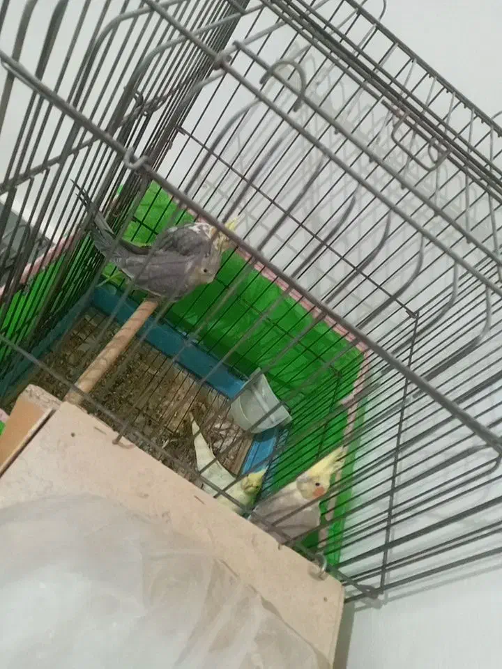 عروس هلندی|پرنده|دهلران, |دیوار