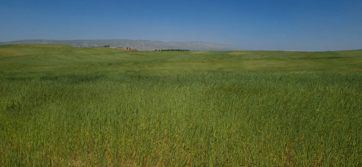 زمین کشاورزی|فروش زمین و ملک کلنگی|شیراز, رکن‌آباد|دیوار