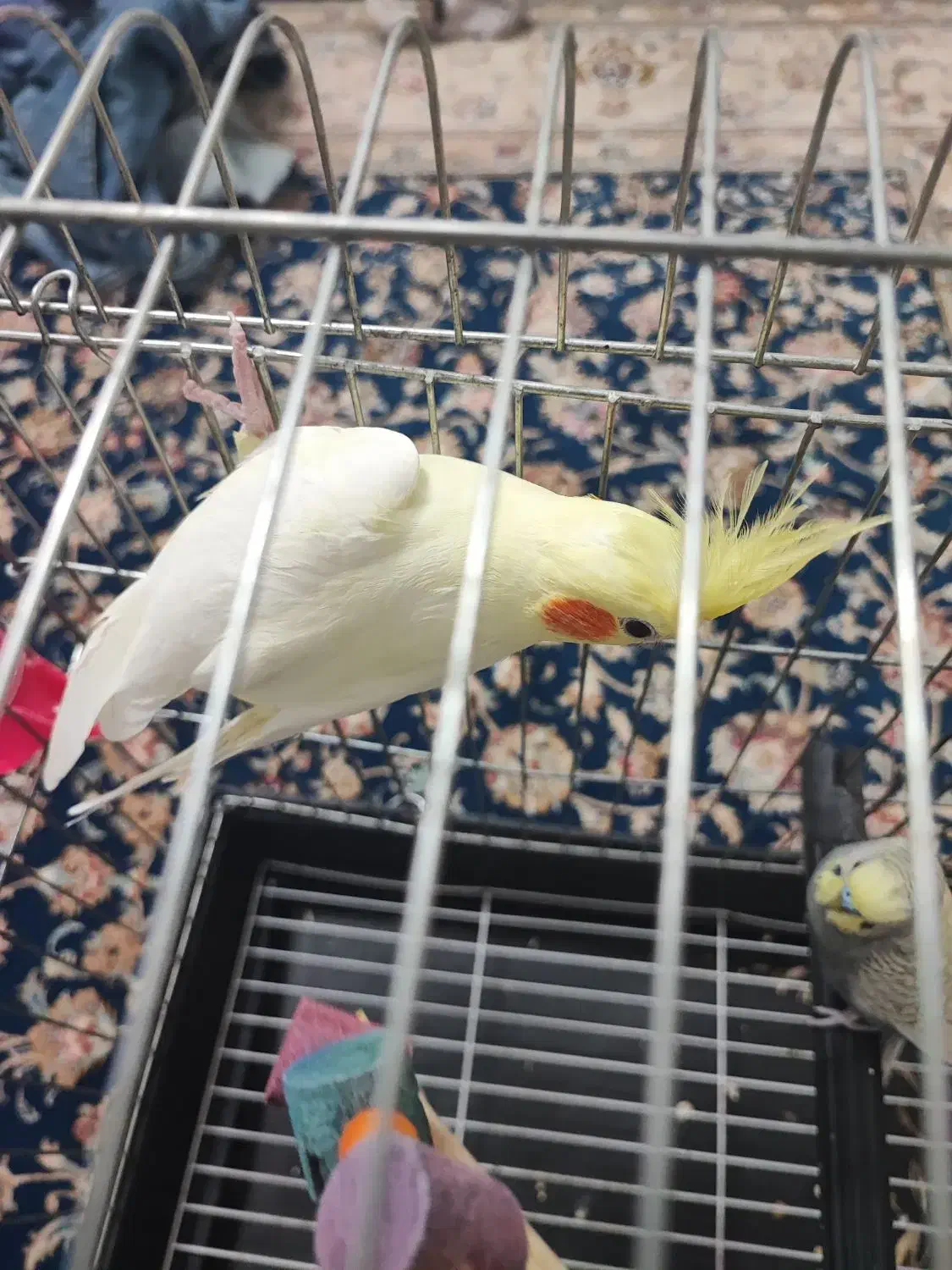 عروس هلندی،جفت،جوجه داده|پرنده|ارطه, |دیوار