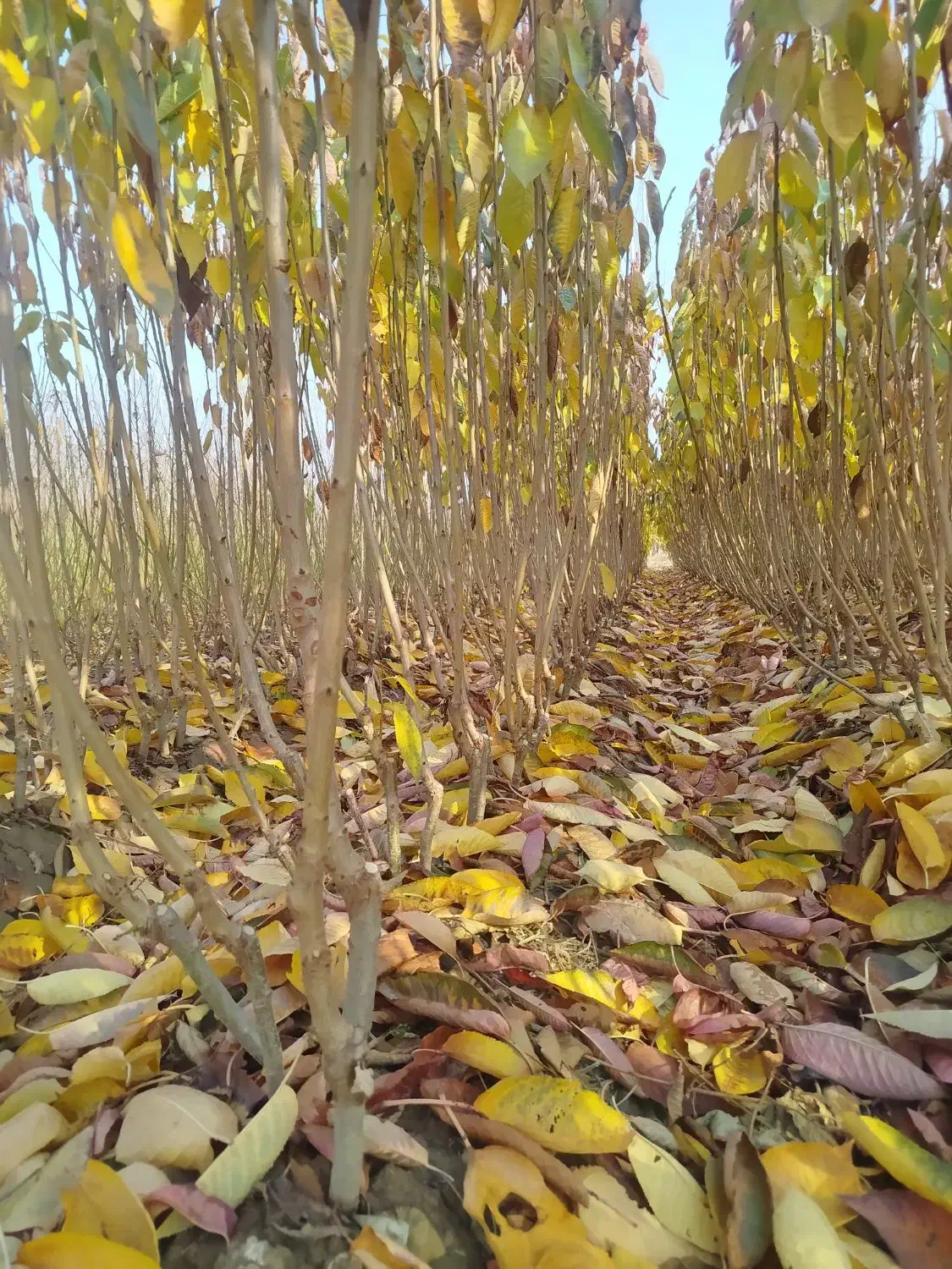 انواع نهال میوه.گردو.بادام صنوبر.کبوده عمده .خرده|گل و گیاه طبیعی|میاندوآب, |دیوار