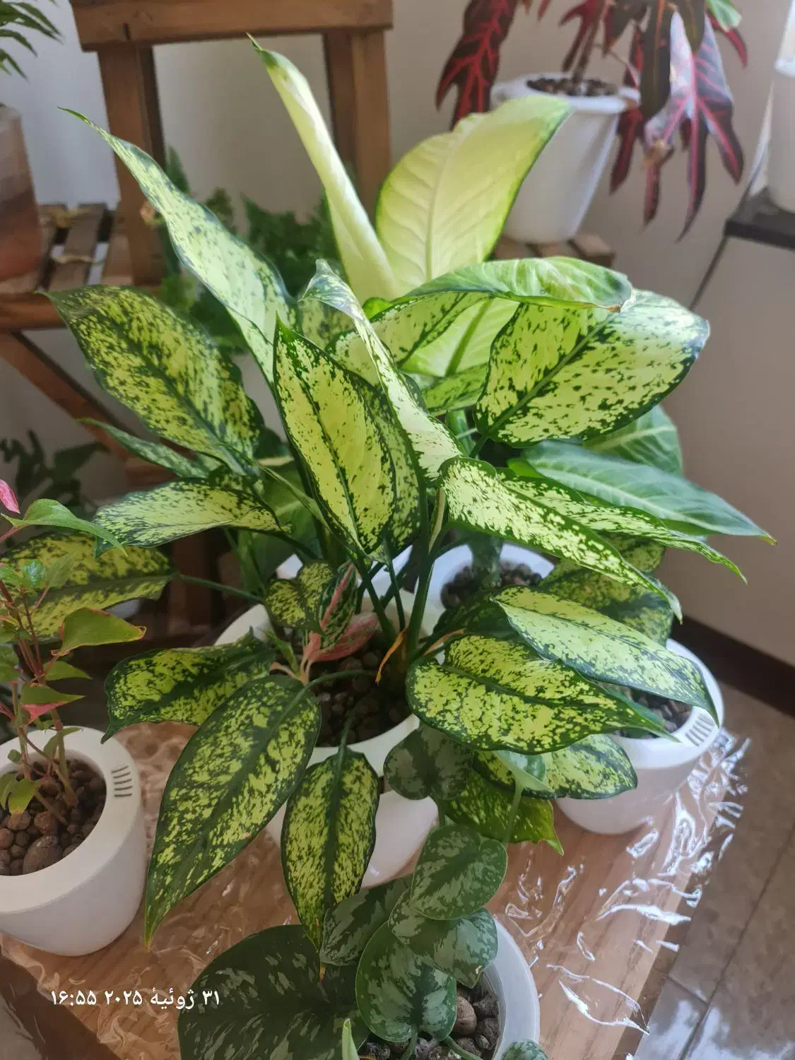 کود و گلدان هیدروپونیک|گل و گیاه طبیعی|هشتگرد, شهرک پامچال|دیوار