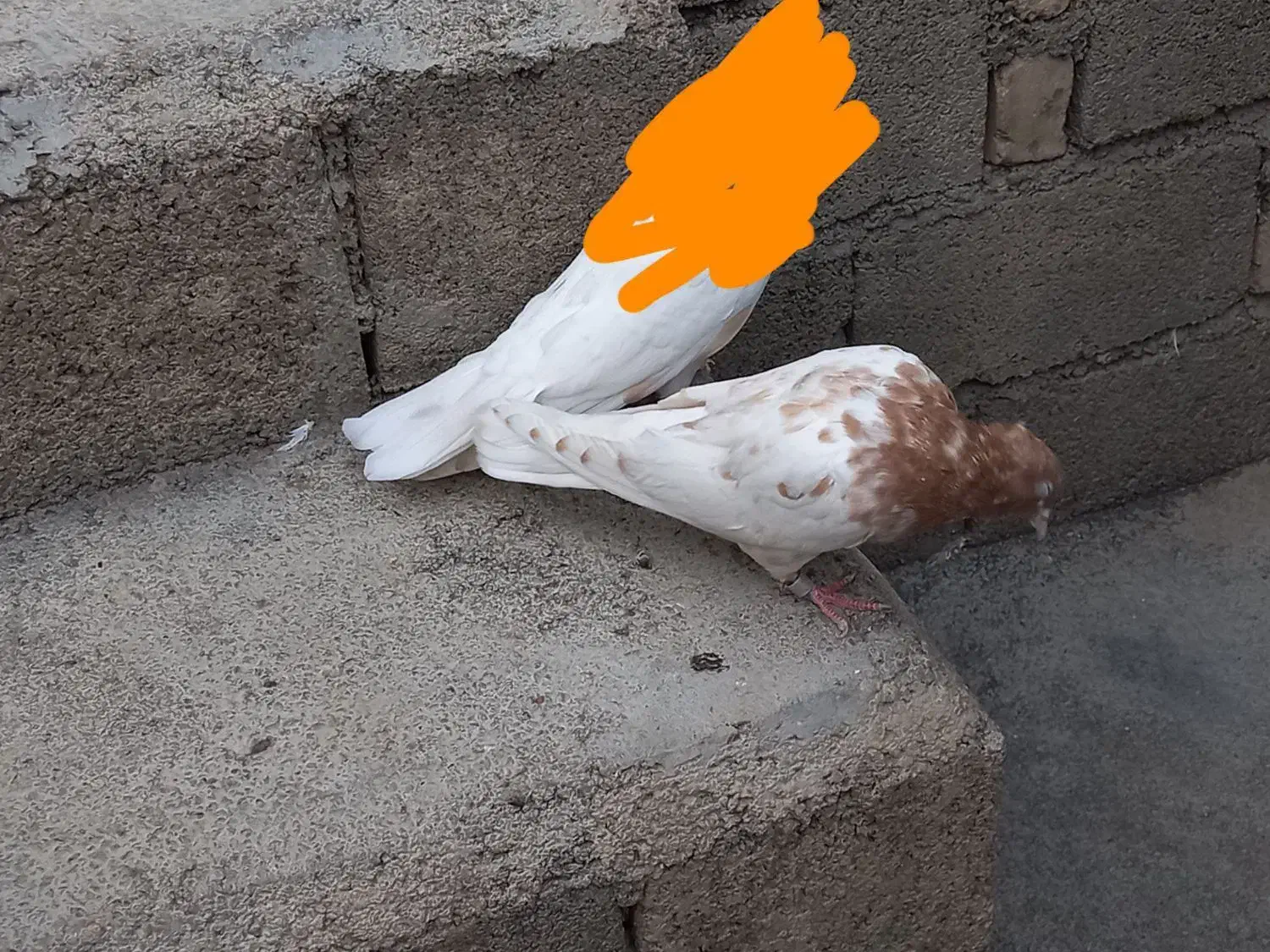 کبوتر|پرنده|الشتر, |دیوار