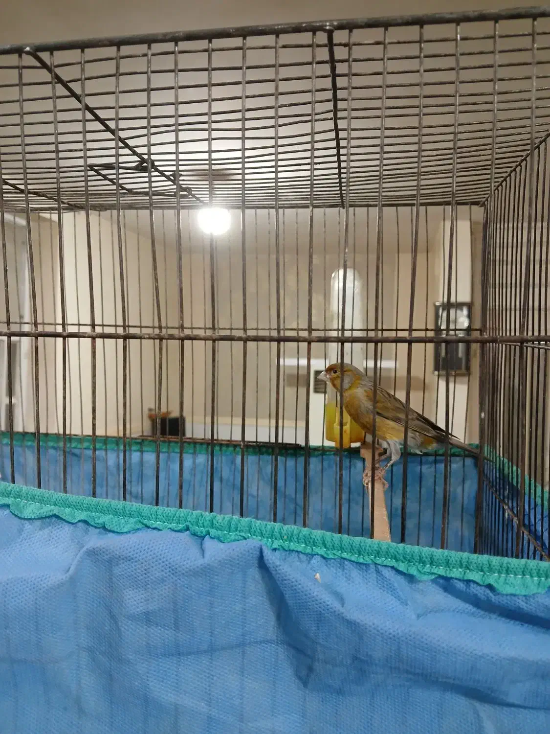 قناری نر|پرنده|رامهرمز, |دیوار