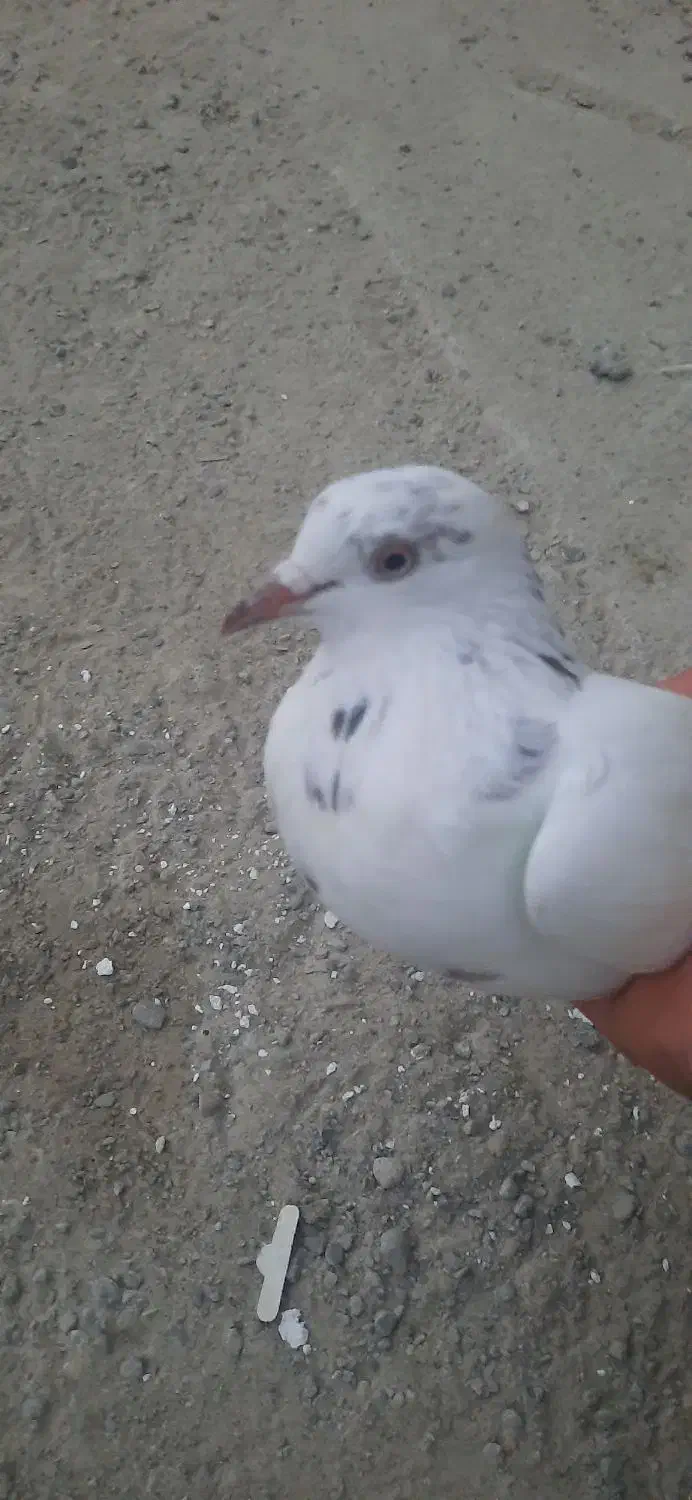 کفتر پتی والا|پرنده|چابهار, |دیوار