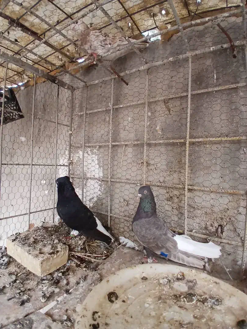 دم سفید|پرنده|اهواز, منبع اب|دیوار