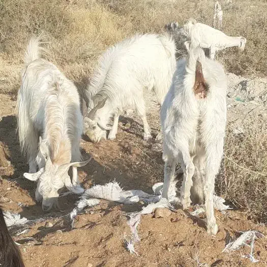 فروش گوسفند|حیوانات مزرعه|فورگ, |دیوار