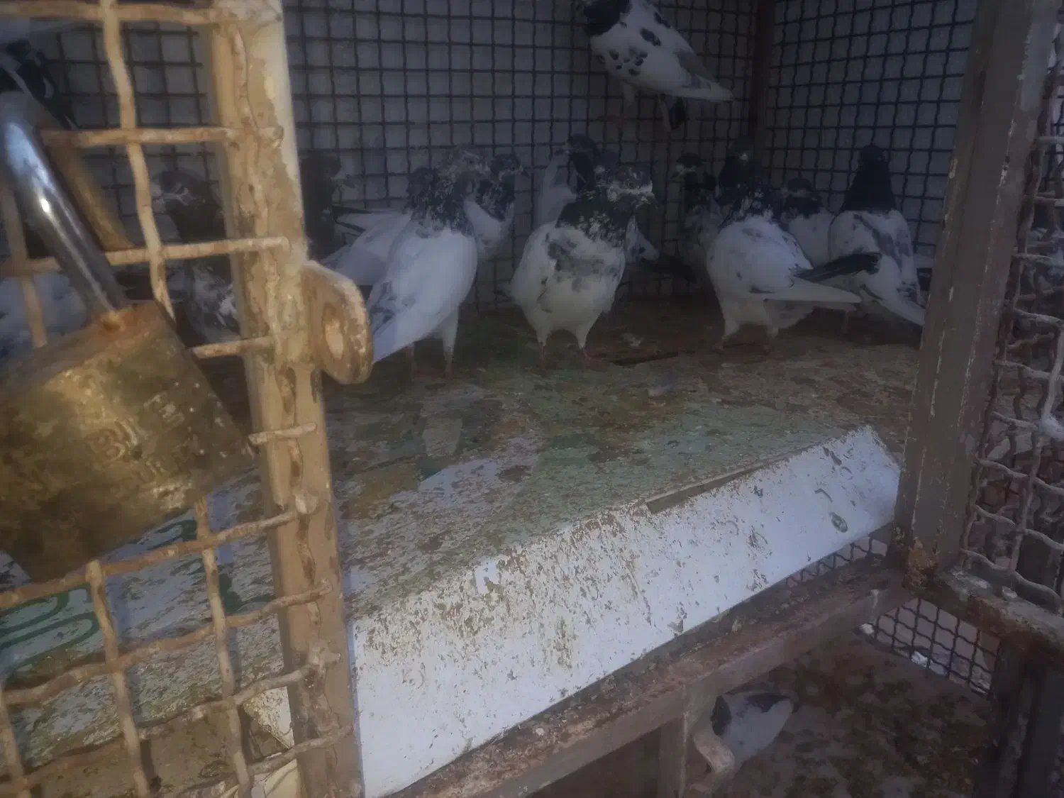 فروش کبوتر|پرنده|خورموج, |دیوار