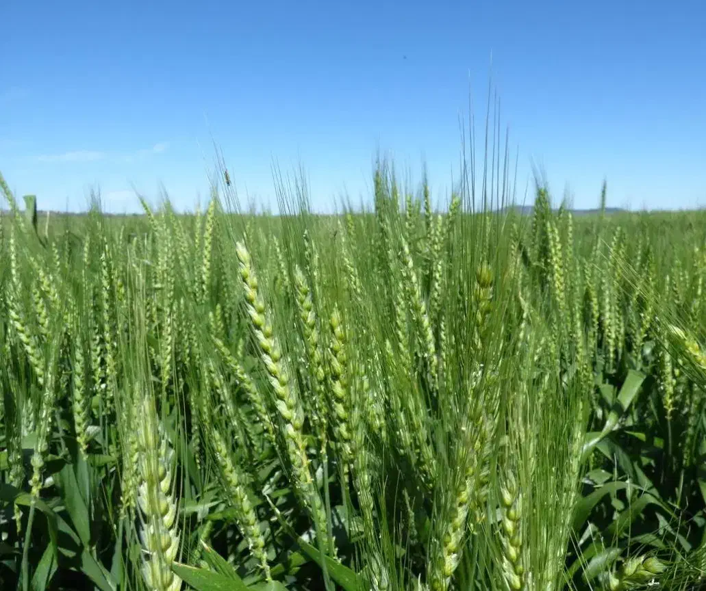 اجاره زمین کشاورزی و آب|اجارهٔ دفتر صنعتی، کشاورزی، تجاری|شال, |دیوار