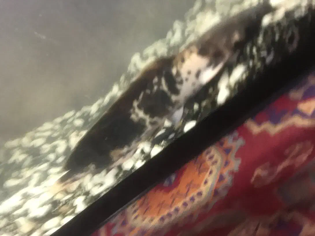 کت افریقایی ۳۰ سانتی|ماهی|مشهد, ادیب نیشابوری (شهرک غرب)|دیوار