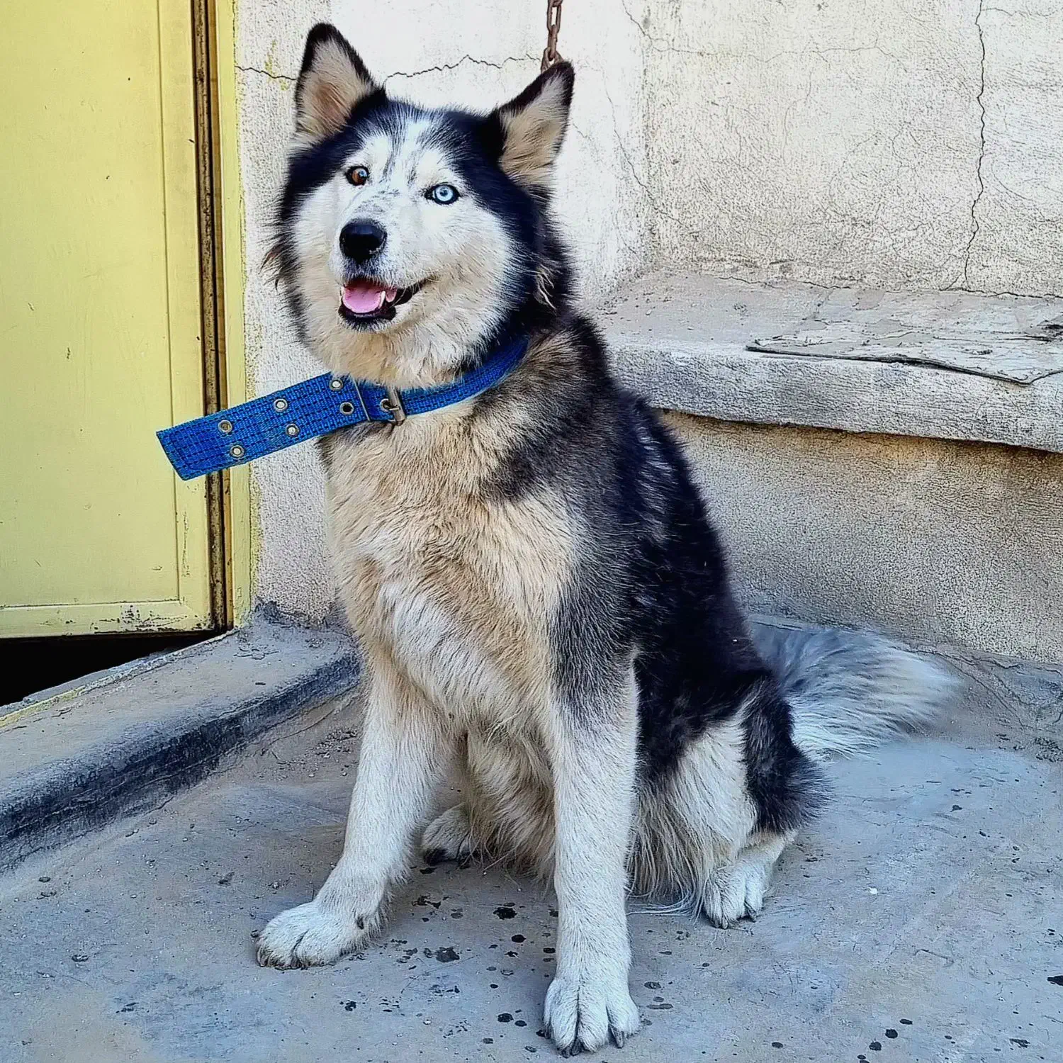 سگ هاسکی اصیل خالص چشم یخی مالاموت ماده|سگ|تهران, خرمشهر|دیوار