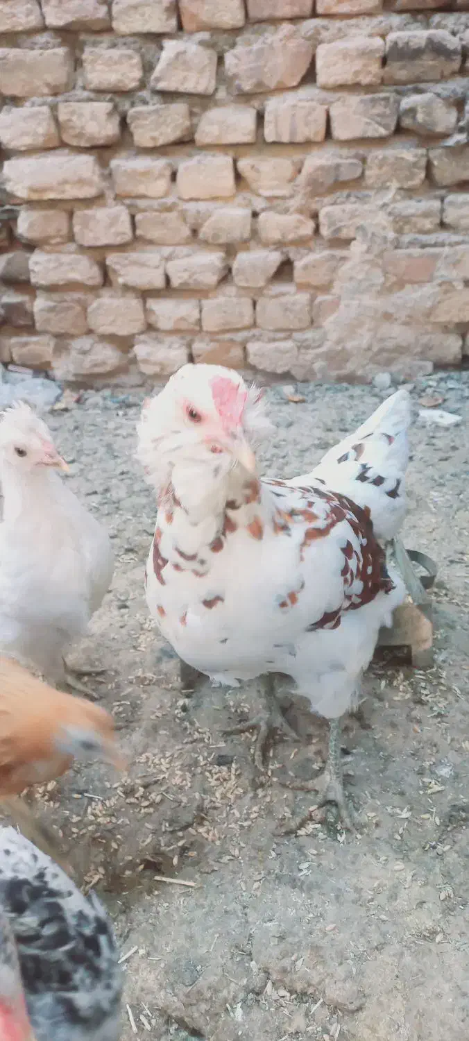 مرغ لری کوپ شو|حیوانات مزرعه|شاهینشهر, گرگاب|دیوار