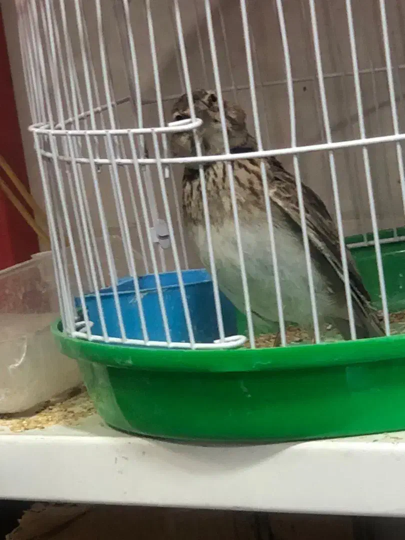 سهره خاکی معاوضه|پرنده|خاش, |دیوار