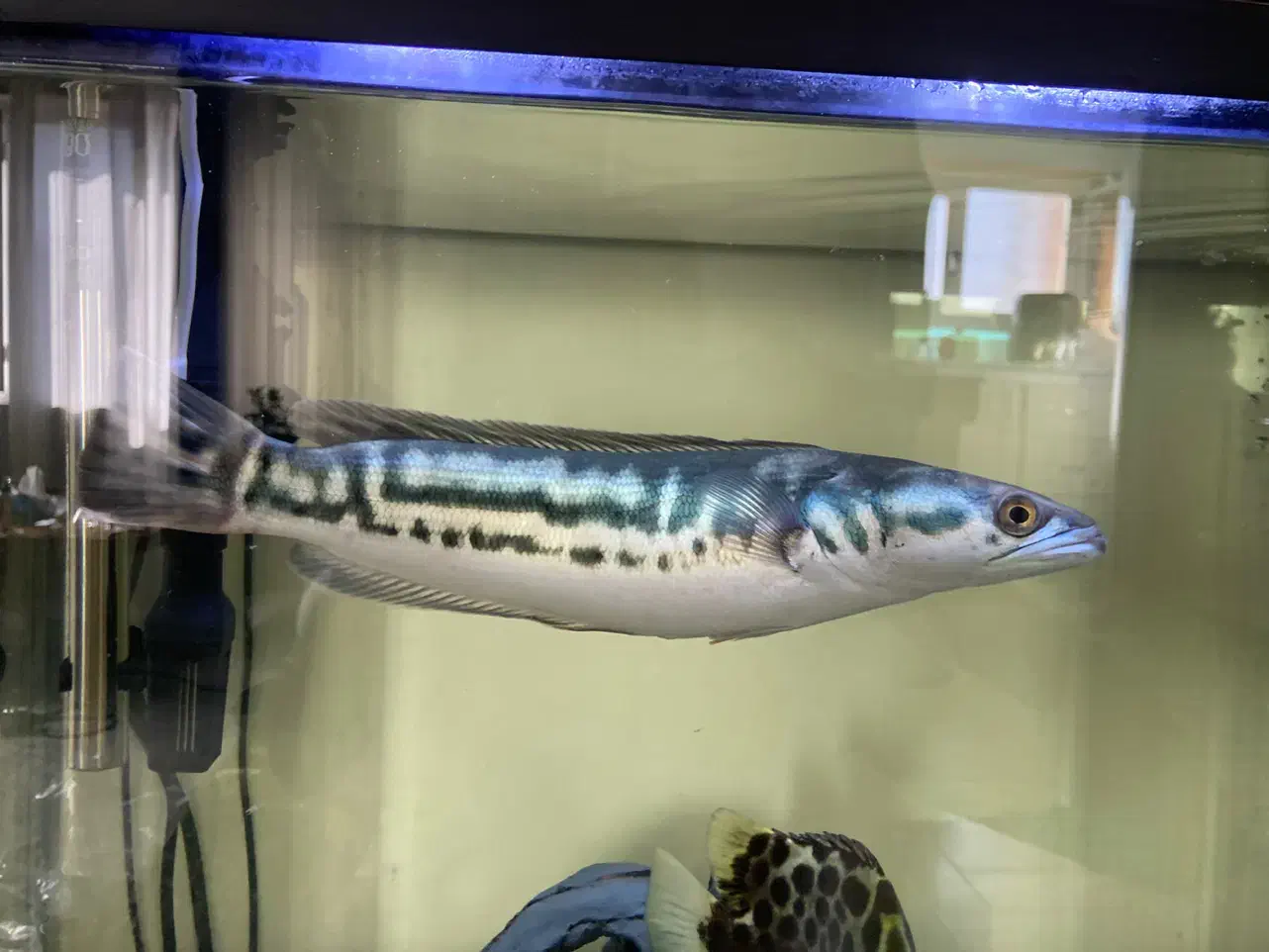 ماهی چانا سرماری رد ۳۰ سانت|ماهی|قم, پردیسان|دیوار