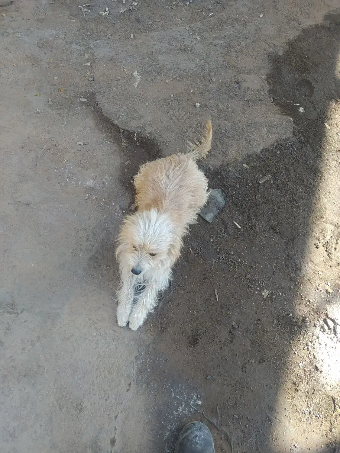 گم شده|حیوانات|اردکان, |دیوار