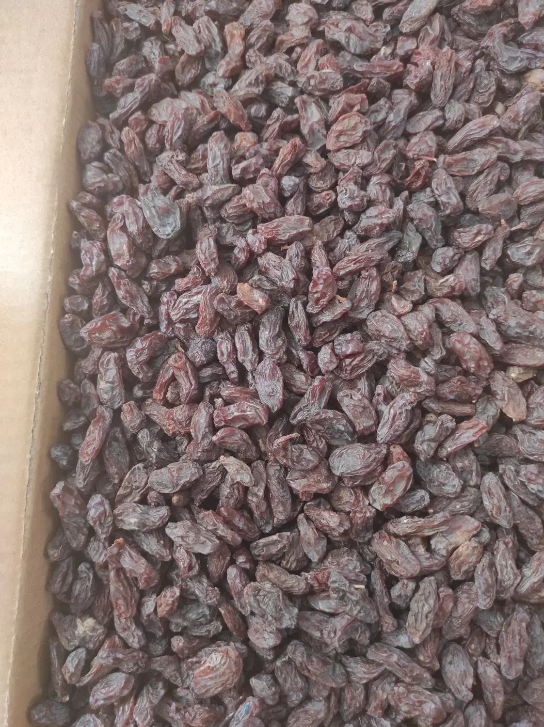 مویز رطبی و کشمش|خوردنی و آشامیدنی|شیراز, قلات|دیوار