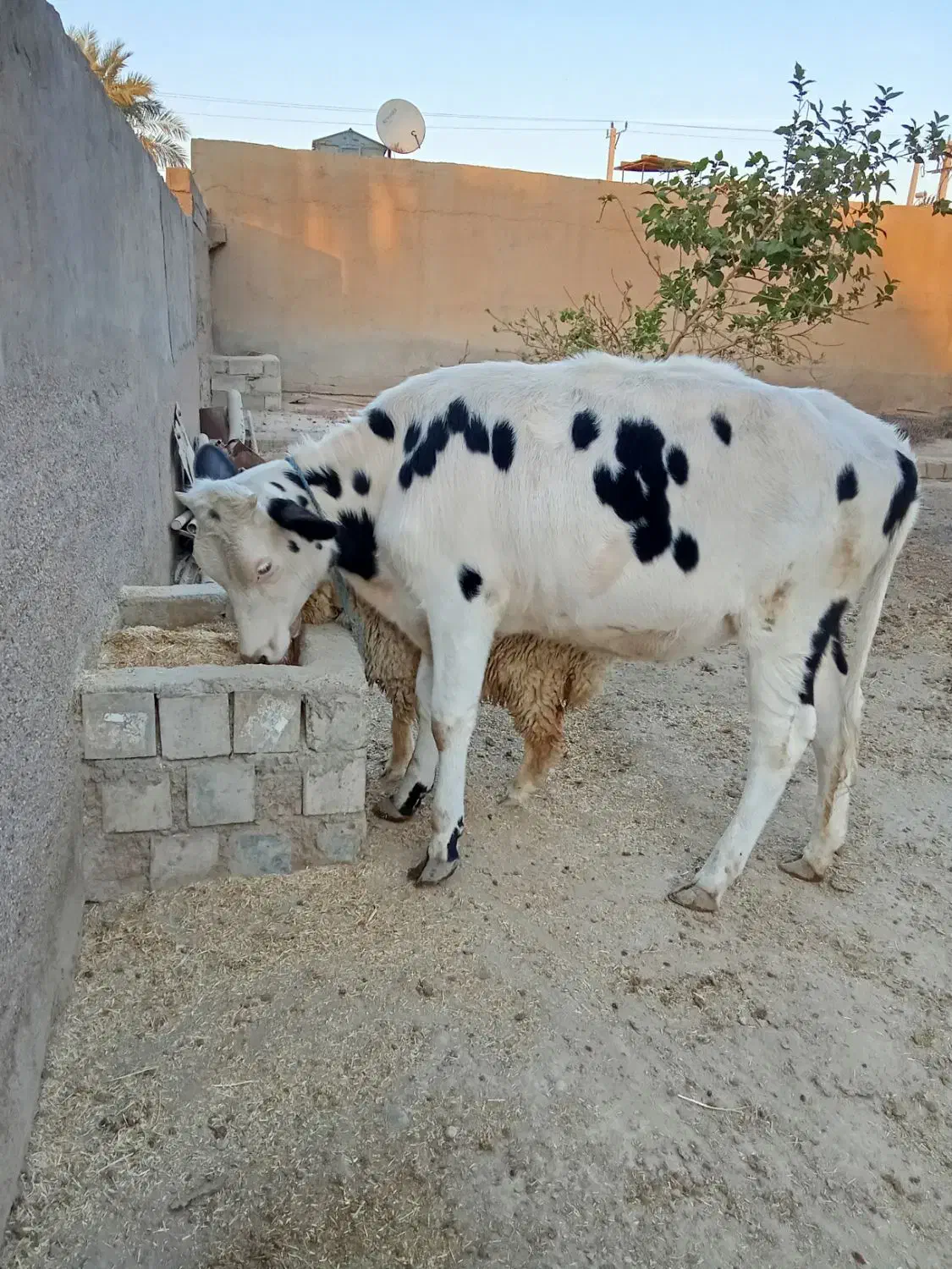 فروش گاوه|حیوانات مزرعه|باوی, |دیوار