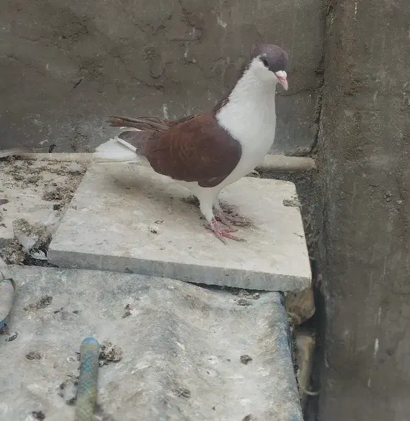 کبوتر رنگی و پلاکی|پرنده|دزفول, |دیوار